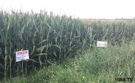 �ٿ���С�����a(ch��n)1471�����pø����ȫ������(j��)�����߮a(ch��n)������(d��ng)֮�o����