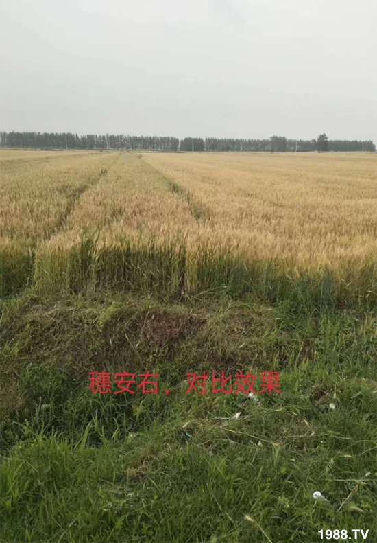 С����ù��Σ�����c������С����ù����ʲôˎ��