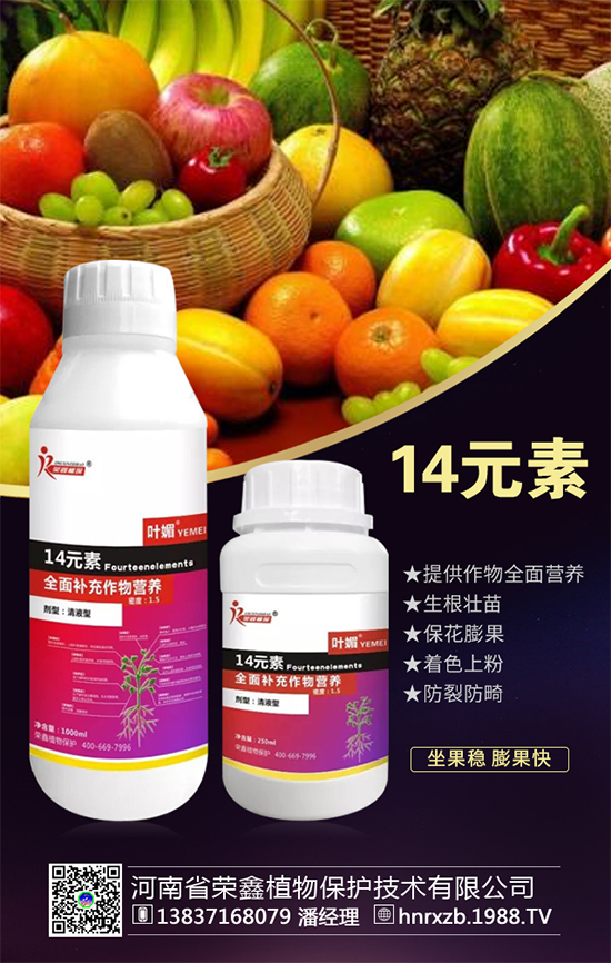 芹菜軟腐病有什么危害？芹菜軟腐病怎么防治好？