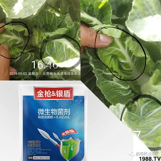 Ч������