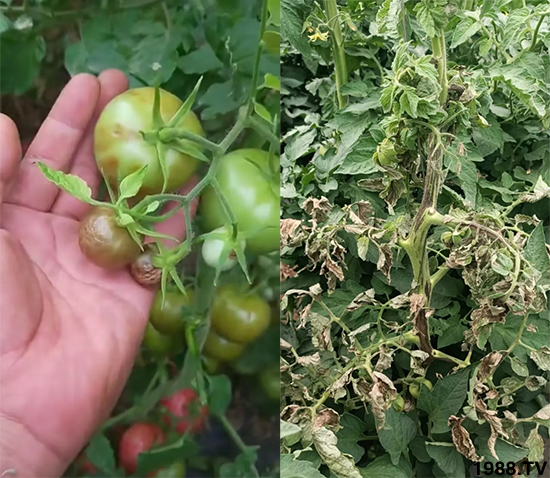 ����������ΰl(f��)�������Л]�кõķ��δ�ʩ�������@�ׂ�����߀�о���