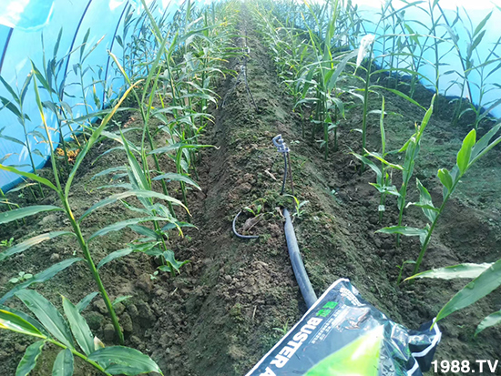     ���׌�Nֲ׃�ø��p����һ���ײ���ȫ���䷽����˹�ش󽪠I�B(y��ng)�ײͷ�����