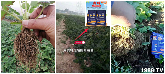     ���׌�Nֲ׃�ø��p�ɣ�һ���ײͣ�ȫ���䷽����˹�ش󽪠I�B(y��ng)�ײͷ�����