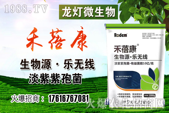 ���t���ڷ۷����ǣ����t��¶��ʹ���Nֲ�кβ�ͬ��