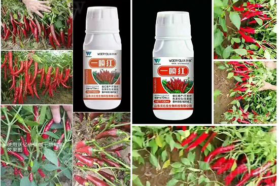 ���t�����95%���߼t�����~�����뷭�׷�����������һ���t��