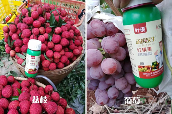 �t���ء�ֻ���D(zhu��n)ɫ�������D(zhu��n)ɫ���������߼t���ó���