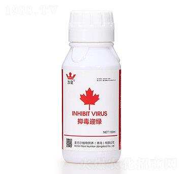 抑毒迎綠（專治病毒?。?綠肥紅瘦