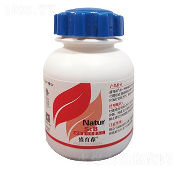 ʢ����-��������