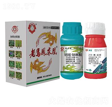 高效玉米田苗后除草方案-老馬風求凰-惠耘農(nóng)業(yè)